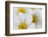 Narcissus-Flowered Anemone (Anemone Narcissiflora) Flowers, Liechtenstein, June 2009-Giesbers-Framed Premium Photographic Print