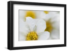 Narcissus-Flowered Anemone (Anemone Narcissiflora) Flowers, Liechtenstein, June 2009-Giesbers-Framed Premium Photographic Print