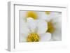 Narcissus-Flowered Anemone (Anemone Narcissiflora) Flowers, Liechtenstein, June 2009-Giesbers-Framed Premium Photographic Print