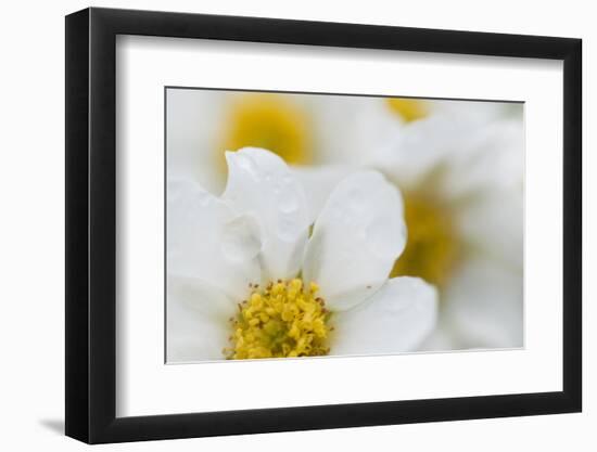 Narcissus-Flowered Anemone (Anemone Narcissiflora) Flowers, Liechtenstein, June 2009-Giesbers-Framed Photographic Print