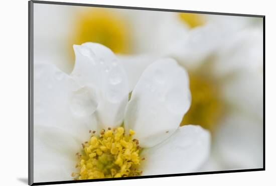 Narcissus-Flowered Anemone (Anemone Narcissiflora) Flowers, Liechtenstein, June 2009-Giesbers-Mounted Photographic Print