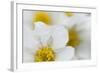 Narcissus-Flowered Anemone (Anemone Narcissiflora) Flowers, Liechtenstein, June 2009-Giesbers-Framed Photographic Print