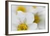 Narcissus-Flowered Anemone (Anemone Narcissiflora) Flowers, Liechtenstein, June 2009-Giesbers-Framed Photographic Print