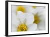 Narcissus-Flowered Anemone (Anemone Narcissiflora) Flowers, Liechtenstein, June 2009-Giesbers-Framed Photographic Print