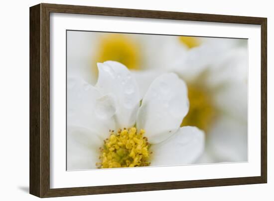 Narcissus-Flowered Anemone (Anemone Narcissiflora) Flowers, Liechtenstein, June 2009-Giesbers-Framed Photographic Print