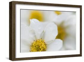 Narcissus-Flowered Anemone (Anemone Narcissiflora) Flowers, Liechtenstein, June 2009-Giesbers-Framed Photographic Print