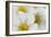 Narcissus-Flowered Anemone (Anemone Narcissiflora) Flowers, Liechtenstein, June 2009-Giesbers-Framed Photographic Print