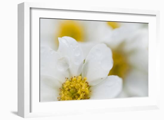 Narcissus-Flowered Anemone (Anemone Narcissiflora) Flowers, Liechtenstein, June 2009-Giesbers-Framed Photographic Print