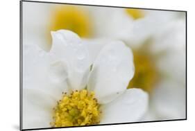 Narcissus-Flowered Anemone (Anemone Narcissiflora) Flowers, Liechtenstein, June 2009-Giesbers-Mounted Photographic Print