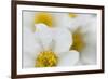 Narcissus-Flowered Anemone (Anemone Narcissiflora) Flowers, Liechtenstein, June 2009-Giesbers-Framed Photographic Print