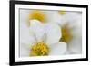 Narcissus-Flowered Anemone (Anemone Narcissiflora) Flowers, Liechtenstein, June 2009-Giesbers-Framed Photographic Print