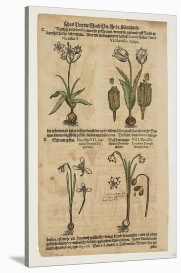 Narcissus, from Commentarii in Sex Libros Pedacii Dioscoridis, 1544-85 (Hand-Coloured Woodcut)-Pietro Andrea Mattioli-Stretched Canvas