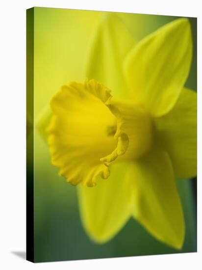 Narcissus Golden Harvest-Clive Nichols-Stretched Canvas
