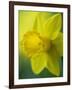 Narcissus Golden Harvest-Clive Nichols-Framed Photographic Print