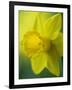 Narcissus Golden Harvest-Clive Nichols-Framed Photographic Print