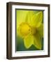 Narcissus Golden Harvest-Clive Nichols-Framed Photographic Print