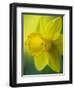 Narcissus Golden Harvest-Clive Nichols-Framed Photographic Print