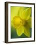 Narcissus Golden Harvest-Clive Nichols-Framed Photographic Print