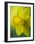 Narcissus Golden Harvest-Clive Nichols-Framed Photographic Print