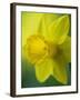 Narcissus Golden Harvest-Clive Nichols-Framed Photographic Print