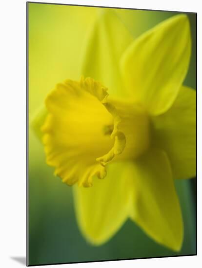 Narcissus Golden Harvest-Clive Nichols-Mounted Photographic Print