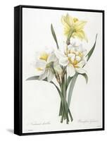 Narcissus Gouani (Double Daffodil), 1827-Pierre Joseph Redoute-Framed Stretched Canvas