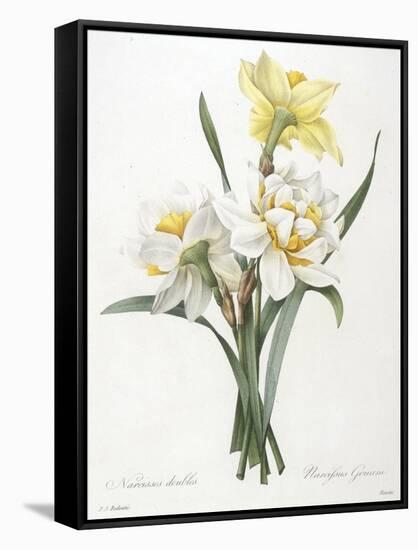 Narcissus Gouani (Double Daffodil), 1827-Pierre Joseph Redoute-Framed Stretched Canvas