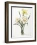 Narcissus Gouani (Double Daffodil), 1827-Pierre Joseph Redoute-Framed Giclee Print