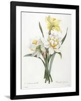 Narcissus Gouani (Double Daffodil), 1827-Pierre Joseph Redoute-Framed Giclee Print