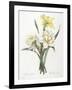 Narcissus Gouani (Double Daffodil), 1827-Pierre Joseph Redoute-Framed Giclee Print