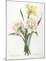 Narcissus Gouani (Double Daffodil), 1827-Pierre Joseph Redoute-Mounted Giclee Print