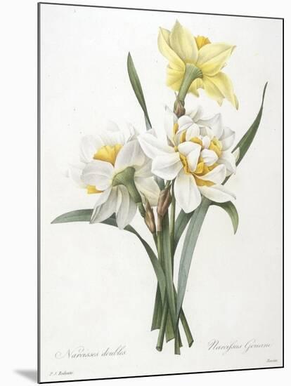 Narcissus Gouani (Double Daffodil), 1827-Pierre Joseph Redoute-Mounted Giclee Print