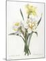 Narcissus Gouani (Double Daffodil), 1827-Pierre Joseph Redoute-Mounted Giclee Print