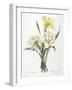 Narcissus Gouani (Double Daffodil), 1827-Pierre Joseph Redoute-Framed Giclee Print