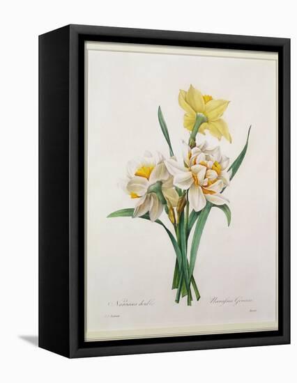 Narcissus Gouani (Double Daffodil), Engraved by Bessin, from 'Choix Des Plus Belles Fleurs', 1827-Pierre-Joseph Redouté-Framed Stretched Canvas
