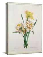 Narcissus Gouani (Double Daffodil), Engraved by Bessin, from 'Choix Des Plus Belles Fleurs', 1827-Pierre-Joseph Redouté-Stretched Canvas