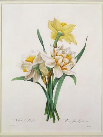 https://imgc.allpostersimages.com/img/posters/narcissus-gouani-double-daffodil-engraved-by-bessin-from-choix-des-plus-belles-fleurs-1827_u-L-Q1HHQ1N0.jpg?artPerspective=n