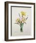 Narcissus Gouani (Double Daffodil), Engraved by Bessin, from 'Choix Des Plus Belles Fleurs', 1827-Pierre-Joseph Redouté-Framed Giclee Print