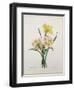 Narcissus Gouani (Double Daffodil), Engraved by Bessin, from 'Choix Des Plus Belles Fleurs', 1827-Pierre-Joseph Redouté-Framed Giclee Print