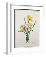 Narcissus Gouani (Double Daffodil), Engraved by Bessin, from 'Choix Des Plus Belles Fleurs', 1827-Pierre-Joseph Redouté-Framed Giclee Print