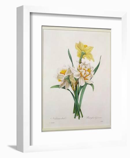 Narcissus Gouani (Double Daffodil), Engraved by Bessin, from 'Choix Des Plus Belles Fleurs', 1827-Pierre-Joseph Redouté-Framed Giclee Print