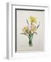 Narcissus Gouani (Double Daffodil), Engraved by Bessin, from 'Choix Des Plus Belles Fleurs', 1827-Pierre-Joseph Redouté-Framed Giclee Print