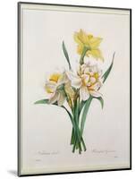 Narcissus Gouani (Double Daffodil), Engraved by Bessin, from 'Choix Des Plus Belles Fleurs', 1827-Pierre-Joseph Redouté-Mounted Giclee Print