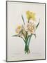 Narcissus Gouani (Double Daffodil), Engraved by Bessin, from 'Choix Des Plus Belles Fleurs', 1827-Pierre-Joseph Redouté-Mounted Giclee Print