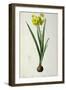 Narcissus Lazetta, from `'Plantae Selectae' by Christoph Jakob Trew-Pierre-Joseph Redouté-Framed Giclee Print