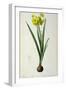 Narcissus Lazetta, from `'Plantae Selectae' by Christoph Jakob Trew-Pierre-Joseph Redouté-Framed Giclee Print