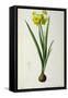 Narcissus Lazetta, from `'Plantae Selectae' by Christoph Jakob Trew-Pierre-Joseph Redouté-Framed Stretched Canvas