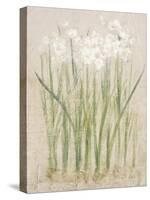 Narcissus Light-Cheri Blum-Stretched Canvas
