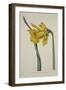 Narcissus Major (Great Daffodil), from the Botanical Magzaine or Flower Garden Displayed, Pub. 1793-English School-Framed Giclee Print