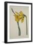 Narcissus Major (Great Daffodil), from the Botanical Magzaine or Flower Garden Displayed, Pub. 1793-English School-Framed Giclee Print